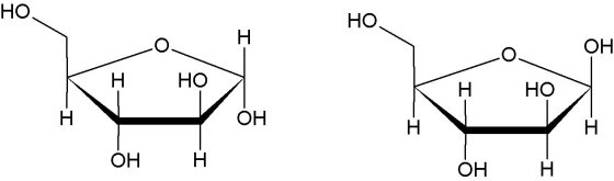 Alpha-Ribofuranose Beta-Ribofuranose