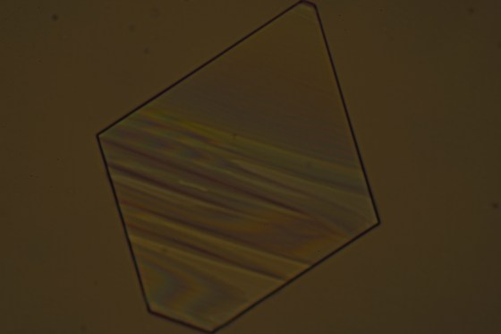 Glutaminsäure_mit_Polarisator