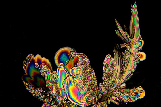 Äpfelsäure- Racemat Mikrokristalle aus der Schmelze.